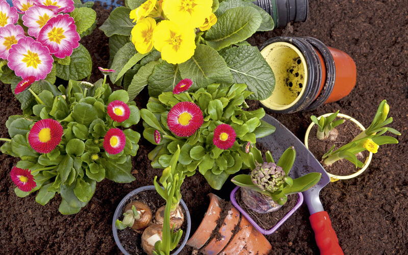 Gartenpflege von Meisterschwamm Gebäudereinigung